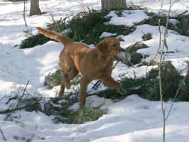 morris